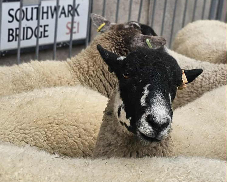 Sheep drive at Southwark Bridge